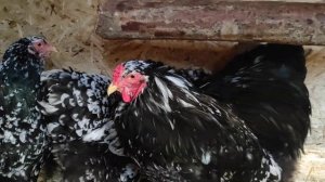 Куры брама мрамор