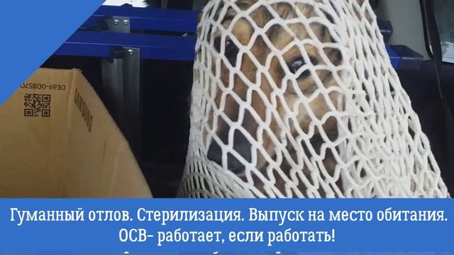 Поймать дикую собаку-можно! Ловим собак-сетью! смотреть онлайн