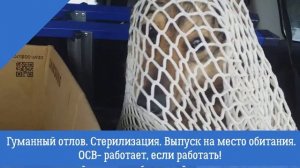 Поймать дикую собаку-можно! Ловим собак-сетью!