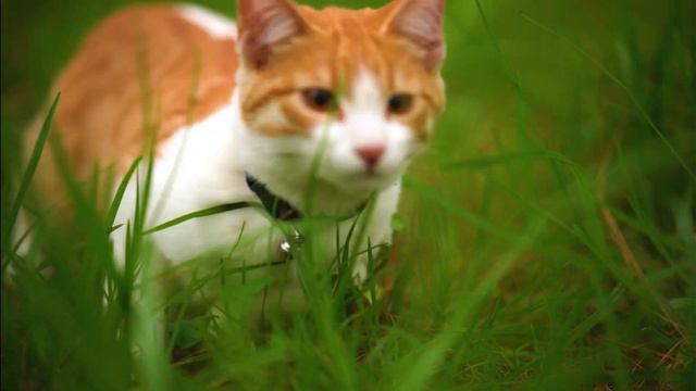 Мяукание кошек Лай собак Квакание лягушек Мычание коров (Meowing Cats Barking Dogs Frog Mooing Cows