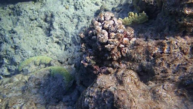 рыба-скорпион у причала Titanic Beach 5* смотреть онлайн