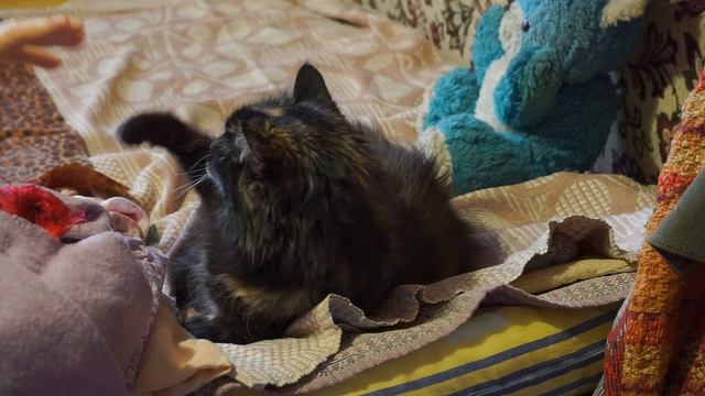 Кошка "Соня", ты лежишь, получай здоровья движ смотреть онлайн