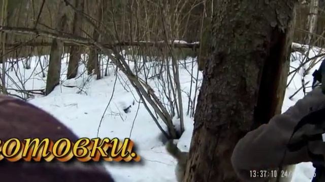 По кунице приобщаем молодых собак. смотреть онлайн