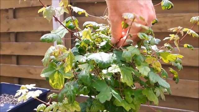 Acer Campestre Fusion Bonsai 10 смотреть онлайн