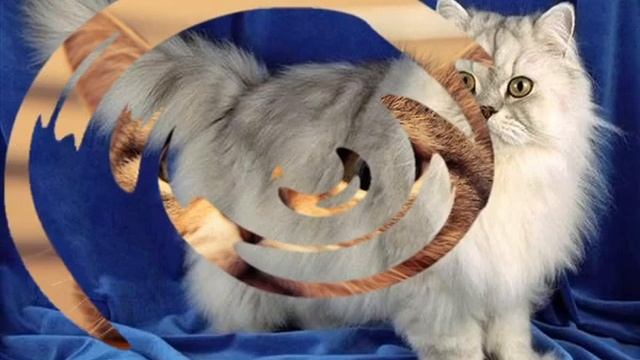 Корм зоогурман для кошек смотреть онлайн