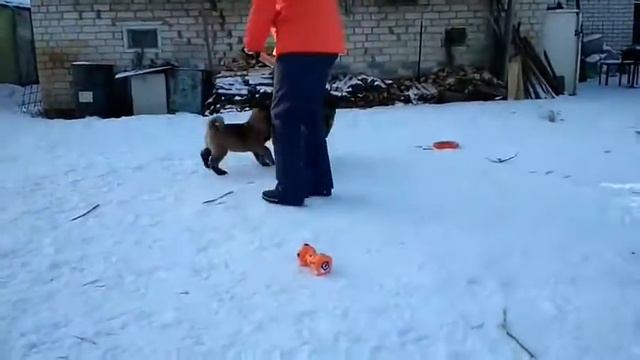 Ам.Акиты (2,5 мес), Н.Новгород смотреть онлайн