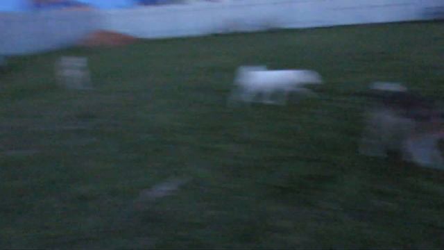 Драка неизбежна/БелКунья я рядом/ смотреть онлайн