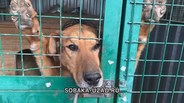 Приют Щербинка SOBAKA-UZAO.RU