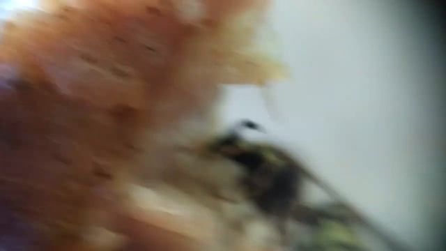 Оса - хищник смотреть онлайн