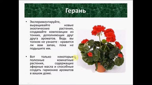 Ароматы комнатных цветов смотреть онлайн