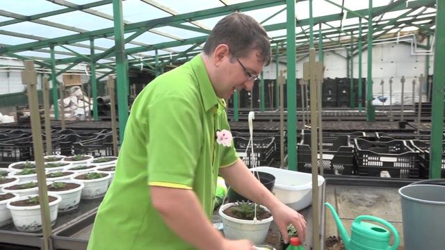 Кузбасс. Пересадка петунии, борьба с вытягиванием рассады и профсредства в садоводстве. смотреть онлайн