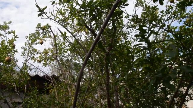 Крым июль , Керчь, гранатовый куст с гранатами смотреть онлайн