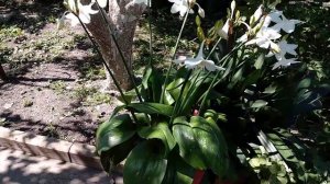 Эухарис. Если погибли листья.