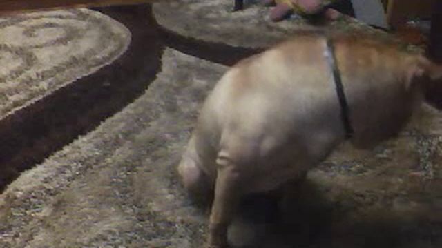 БЭЛИС смотреть онлайн