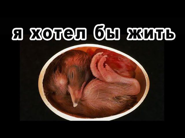 Взвешивание бройлера - 7 дней. ЗАДОХЛИКИ в инкубаторе, одна из причин! 100% ВЫВОД В ИНКУБАТОРЕ! смотреть онлайн