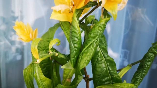 Отглеждане на Пахистахис смотреть онлайн