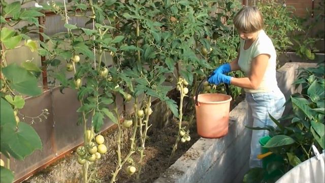 Подкормка бионастоем. смотреть онлайн