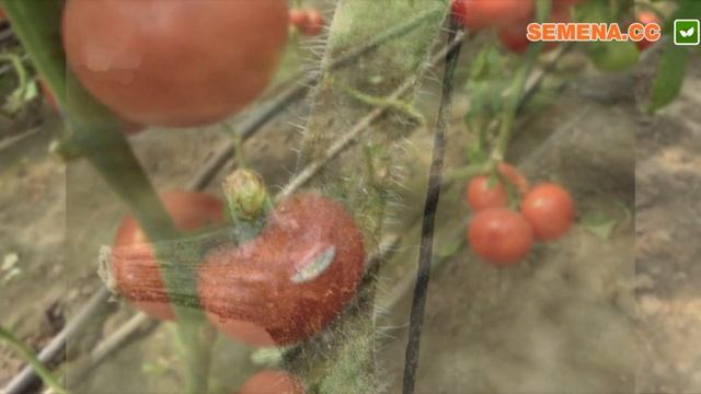 Болезни томатов фото и их лечение. В открытом грунте, в теплице.Грибковые болезни томатов смотреть онлайн