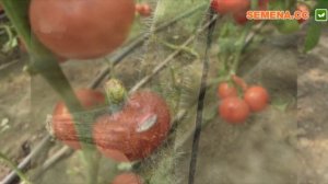 Болезни томатов фото и их лечение. В открытом грунте, в теплице.Грибковые болезни томатов