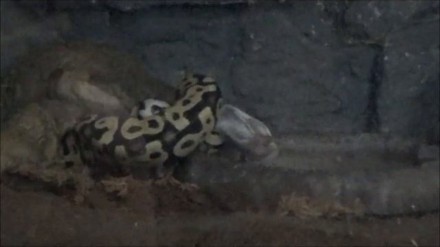 SLOW MOTION BALL PYTHON ATTACK смотреть онлайн