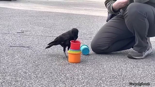 20 Minutes Of Funniest Animals 2023 😅 Best Dogs Videos 🐶