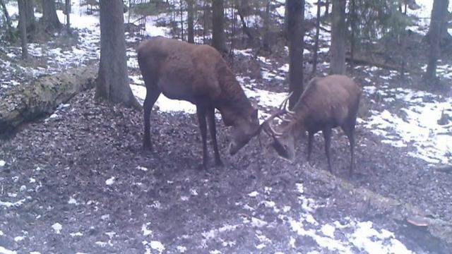 Самцы оленя зимой смотреть онлайн