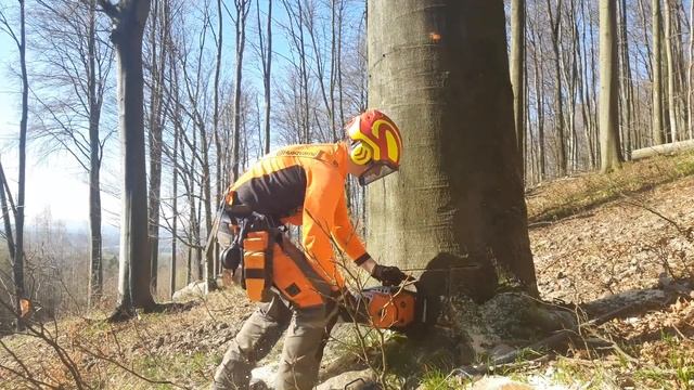 Difficult beech tree felling||MS 500i смотреть онлайн