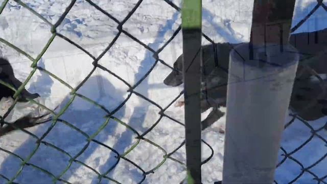 НАТАСКА МОЛОДЫХ ЛАЕК ПО КАБАНУ. смотреть онлайн