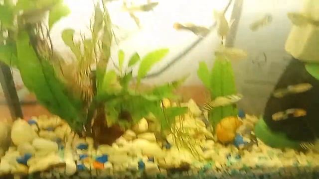 Мой аквариум на 5 л с гупиками .