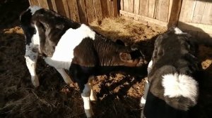 Голштинские телята. В 2 месяца.