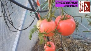 Обзор сортов томатов для теплицы. Моё мнение.