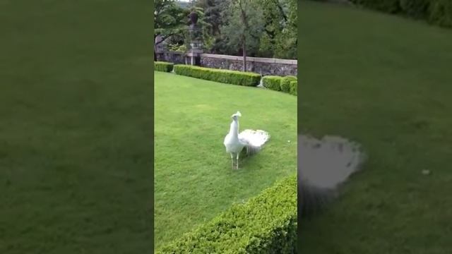 Белый павлин расправил хвост.Красота!!! смотреть онлайн