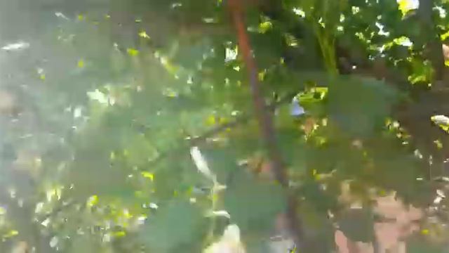 Роза Пьер де Ронсар (Эден роуз) смотреть онлайн