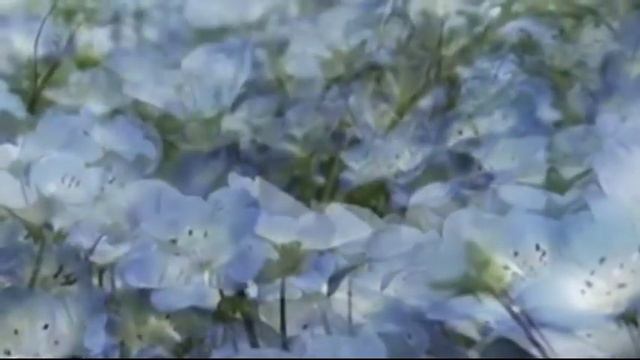 Secret Garden- Нежность души... смотреть онлайн
