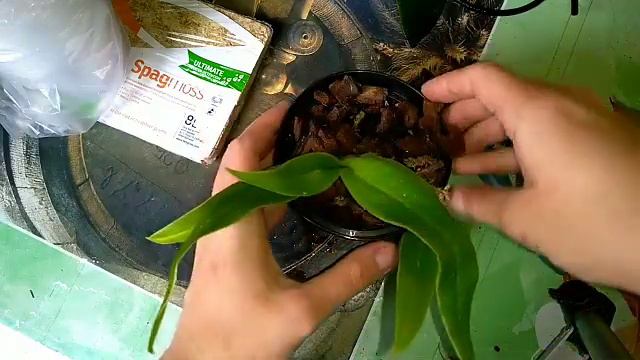 Орхидеи почтой Заказ от Карге Маленькая посылка смотреть онлайн