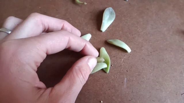 Cómo reproducir suculentas. Por esqueje y por hoja! смотреть онлайн
