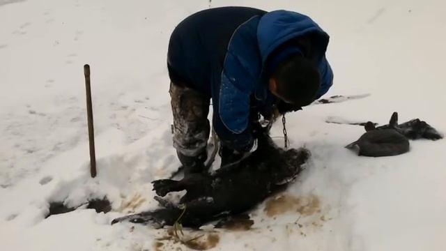 Охота на БОБРА. проверка капканов. На промысле дикого речного бобра. Старый знакомый. смотреть онлайн