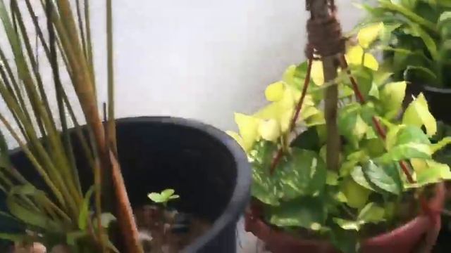 Top secret |How to grow #zz_plants healthy and #green | Ornamental/ House plants смотреть онлайн