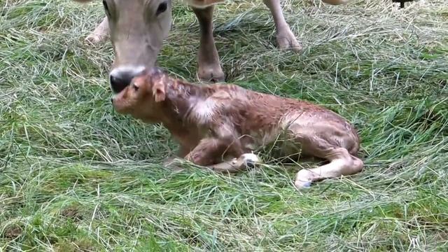 Twin calves birth / Рождение телят-двойняшек смотреть онлайн