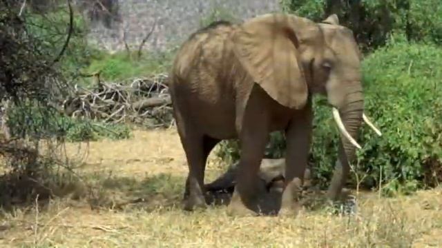 Samburu National Park, Kenya смотреть онлайн