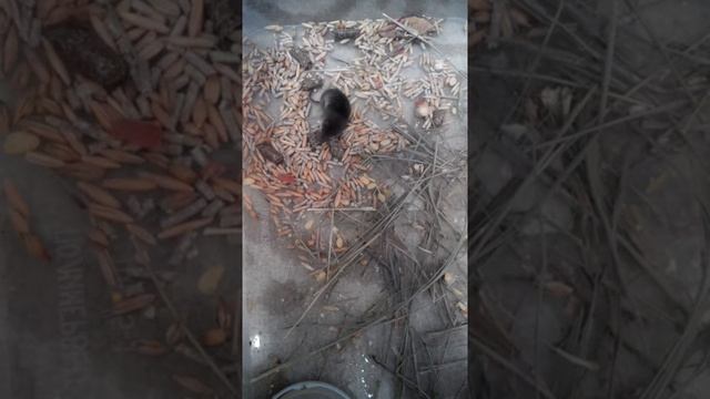 Поймали в квартире землеройку и теперь она живёт у нас))) смотреть онлайн