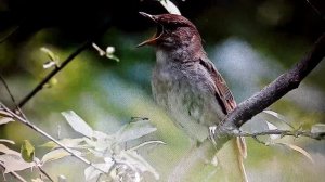 (3)ВЕСНЯНКА. ЗАКЛИЧКА. Видеопесенка "Ой, бежит ручьём вода..."
