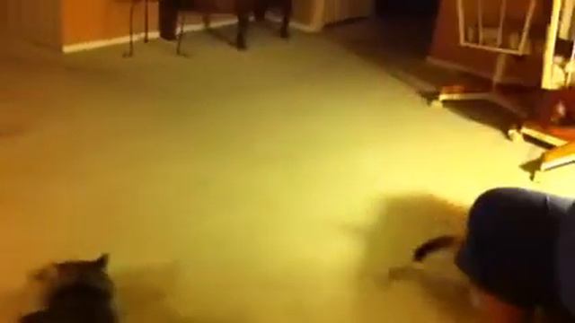 Jumping 3 month old Ragdoll kitten смотреть онлайн