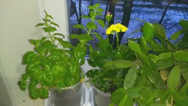 ОБЗОР КОМНАТНЫЕ ЦВЕТЫ, РАСТЕНИЯ - ЗЕЛЁНЫЕ ПИТОМЦЫ Февраль смотреть онлайн