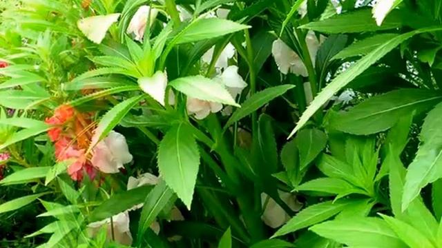 ЦВЕТЫ НА ДАЧЕ ФОТО ЦВЕТОВ смотреть онлайн