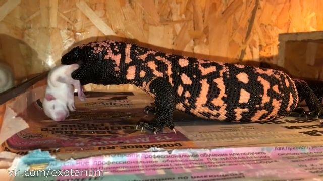 Кормление ядозуба (Heloderma suspectum) смотреть онлайн