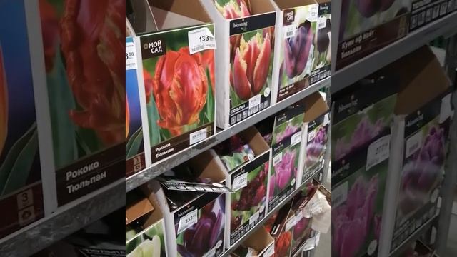 Сроки посадки тюльпанов смотреть онлайн