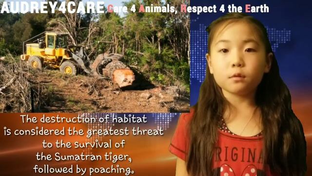 Sumatran Tigers | Endangered Animals | Best Environmental Science Learning Videos 4 Kids смотреть онлайн