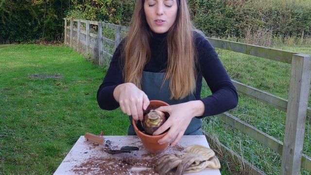 12 Tips To Grow AMARYLLIS (Make A Christmas Display With Me) ❤️🎄 смотреть онлайн