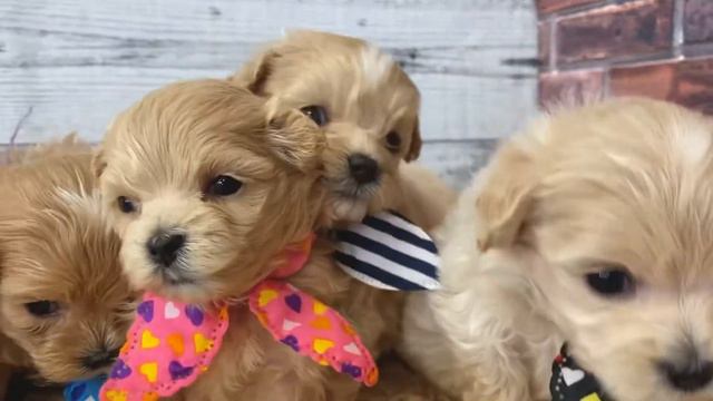 今からモフモフになります♡マルプー兄妹😍 смотреть онлайн